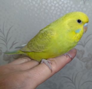 Ручная девочка птенчик волнистый попугайчик