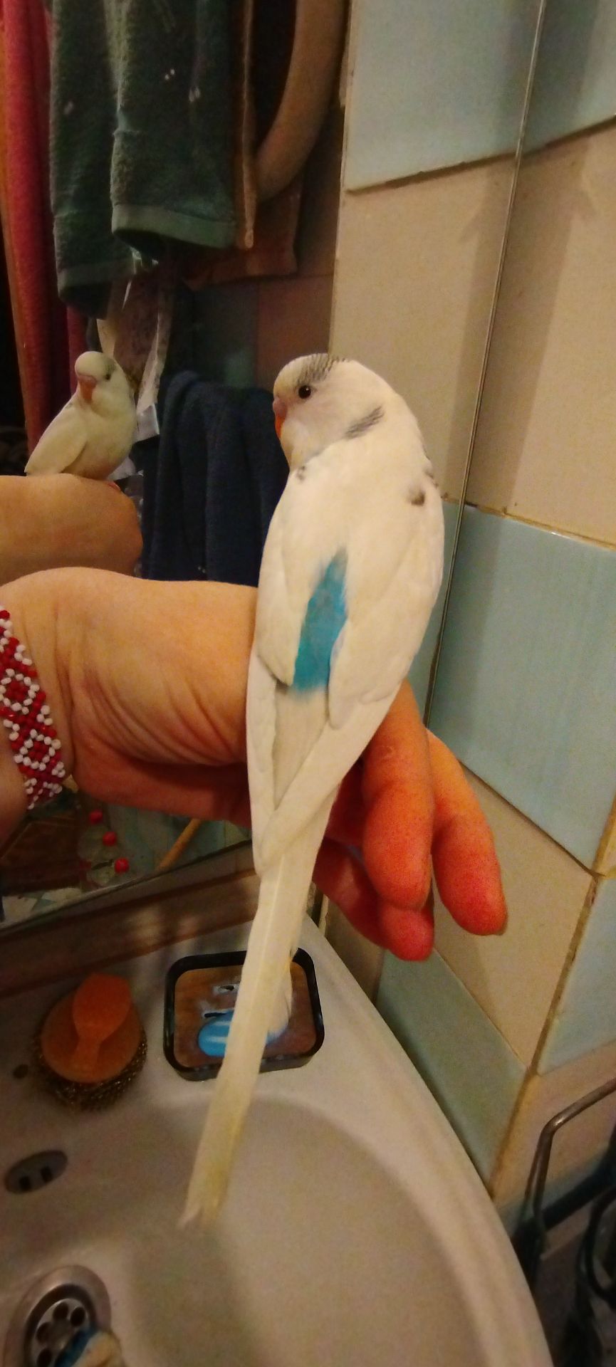 Хвилясті папужки, малюки