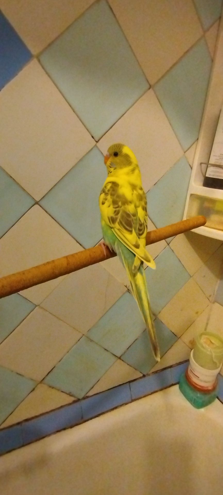 Хвилясті папужки, малюки