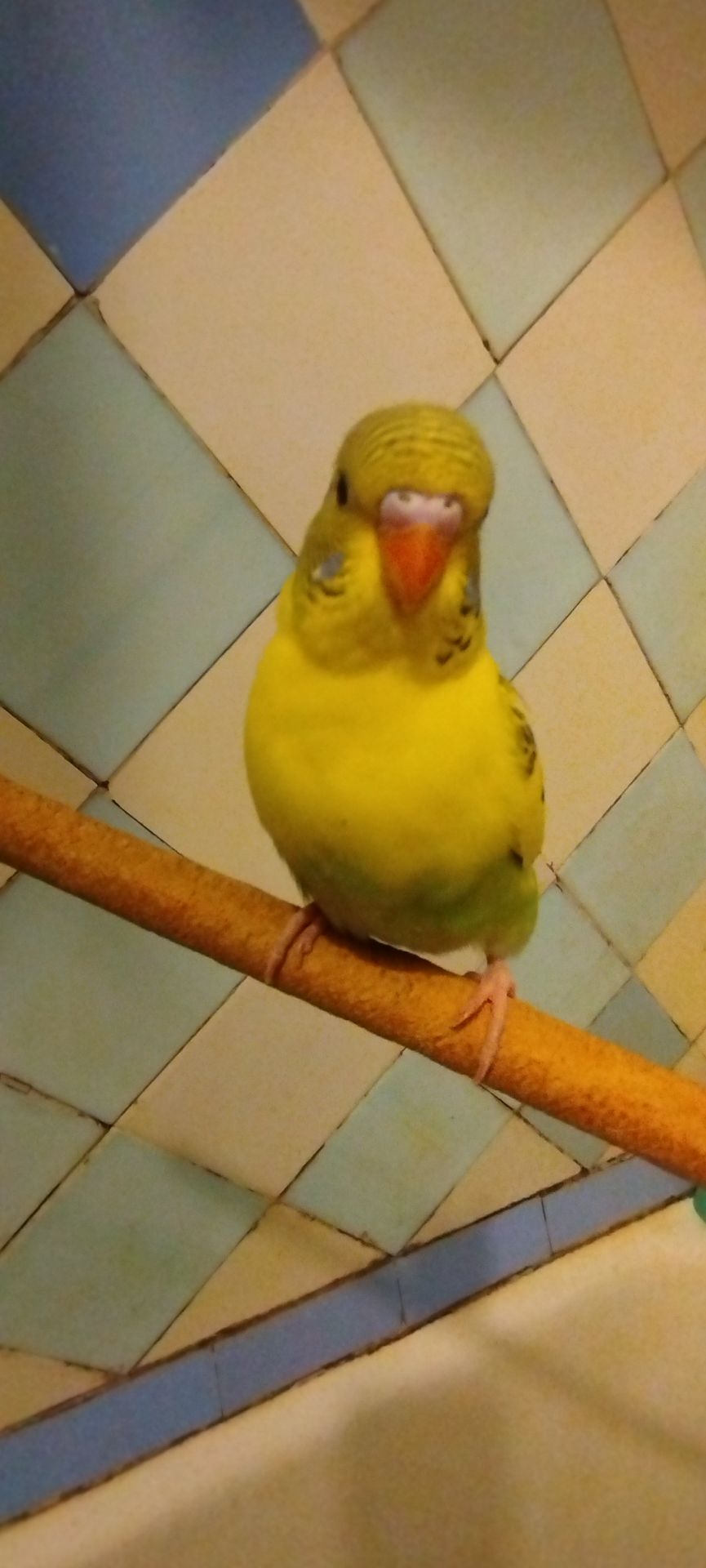 Хвилясті папужки, малюки