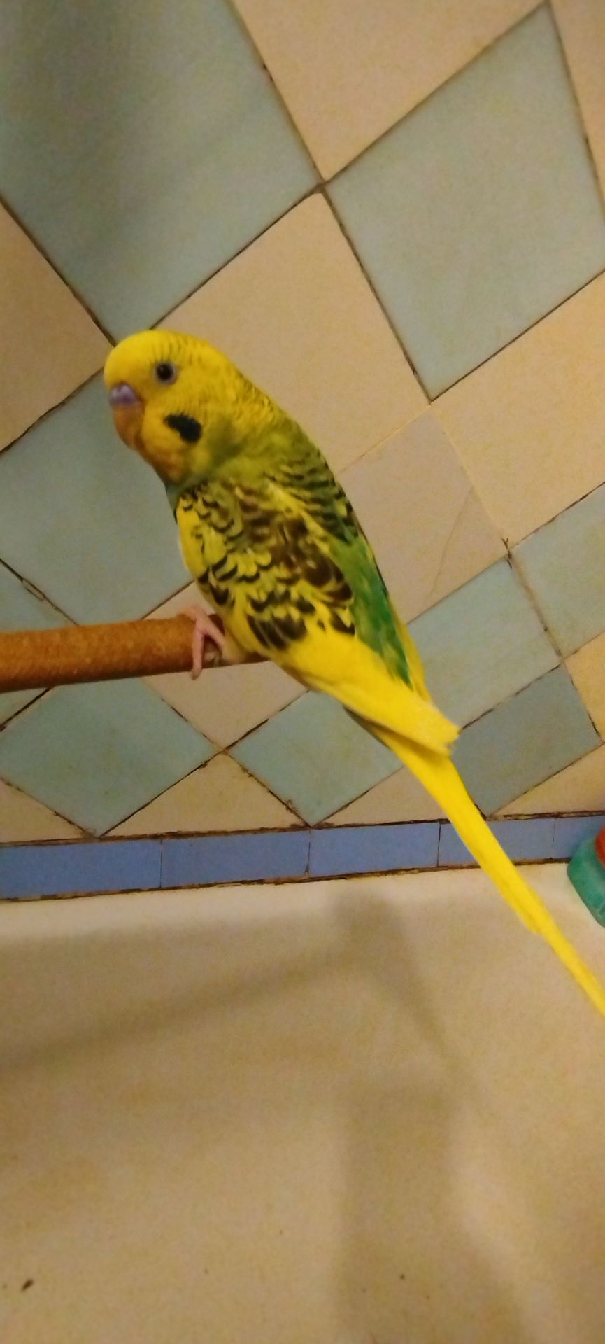 Хвилясті папужки, малюки