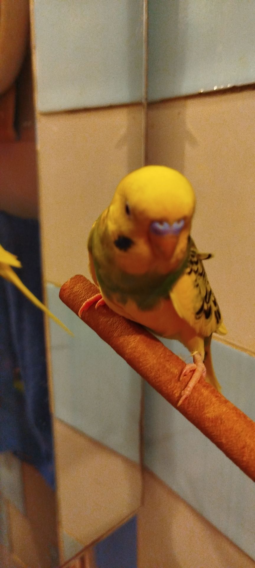 Хвилясті папужки, малюки