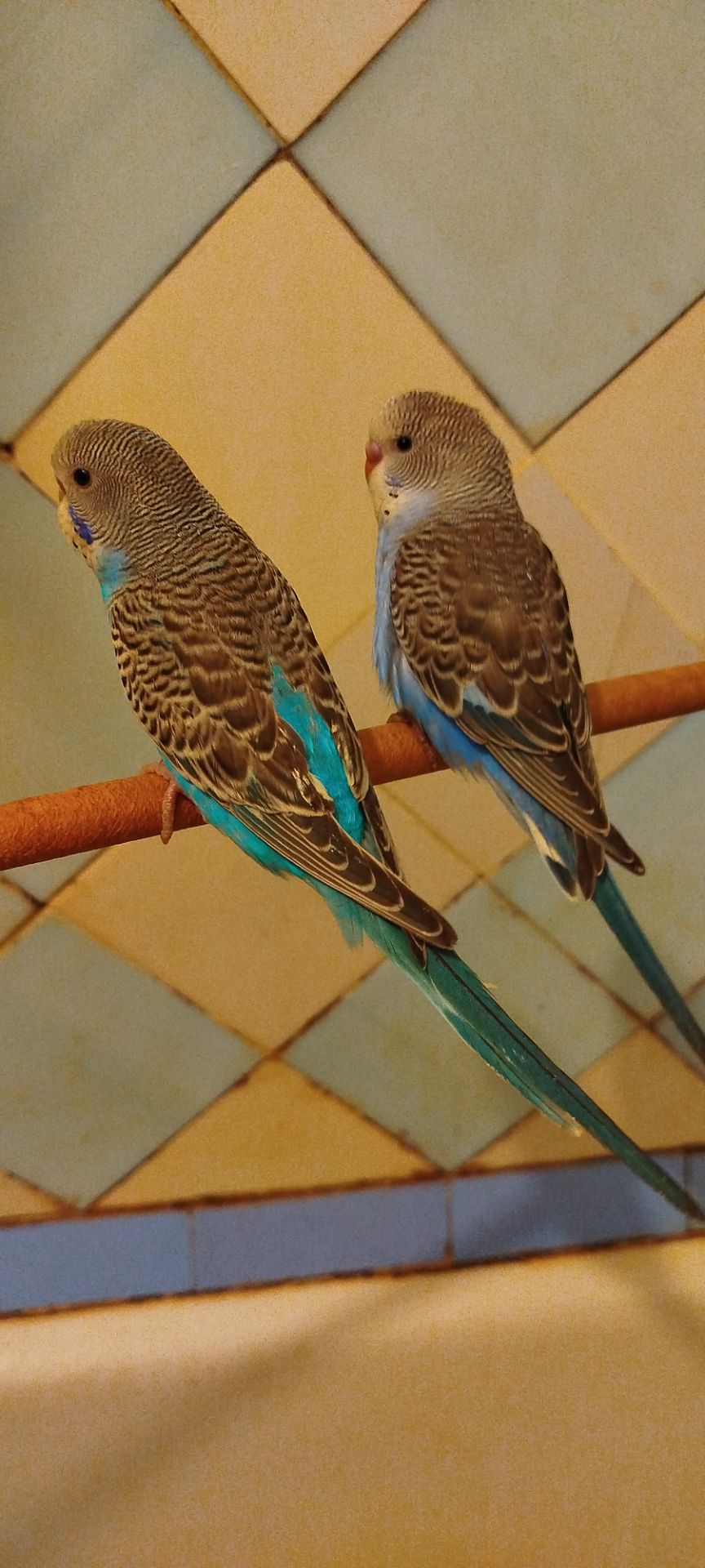 Хвилясті папужки, малюки