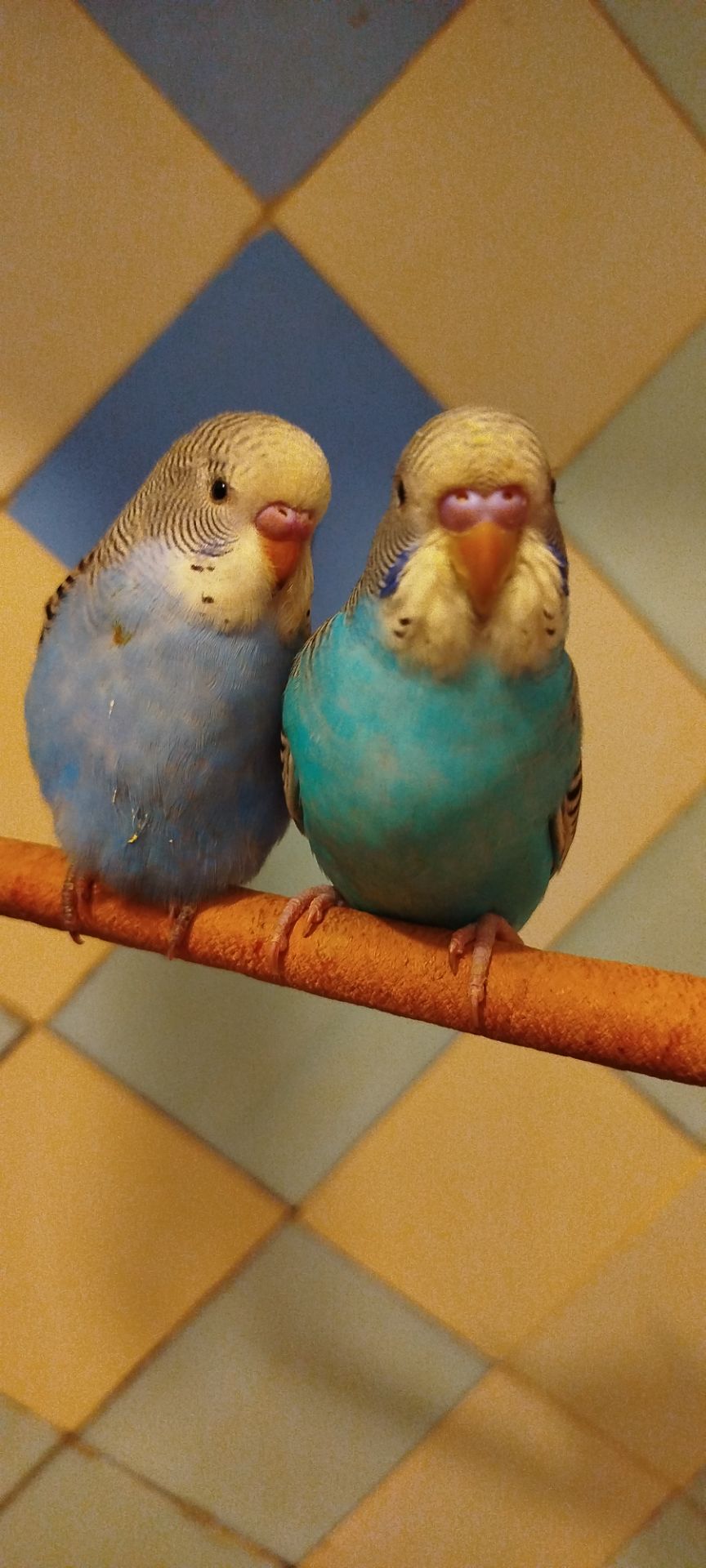 Хвилясті папужки, малюки