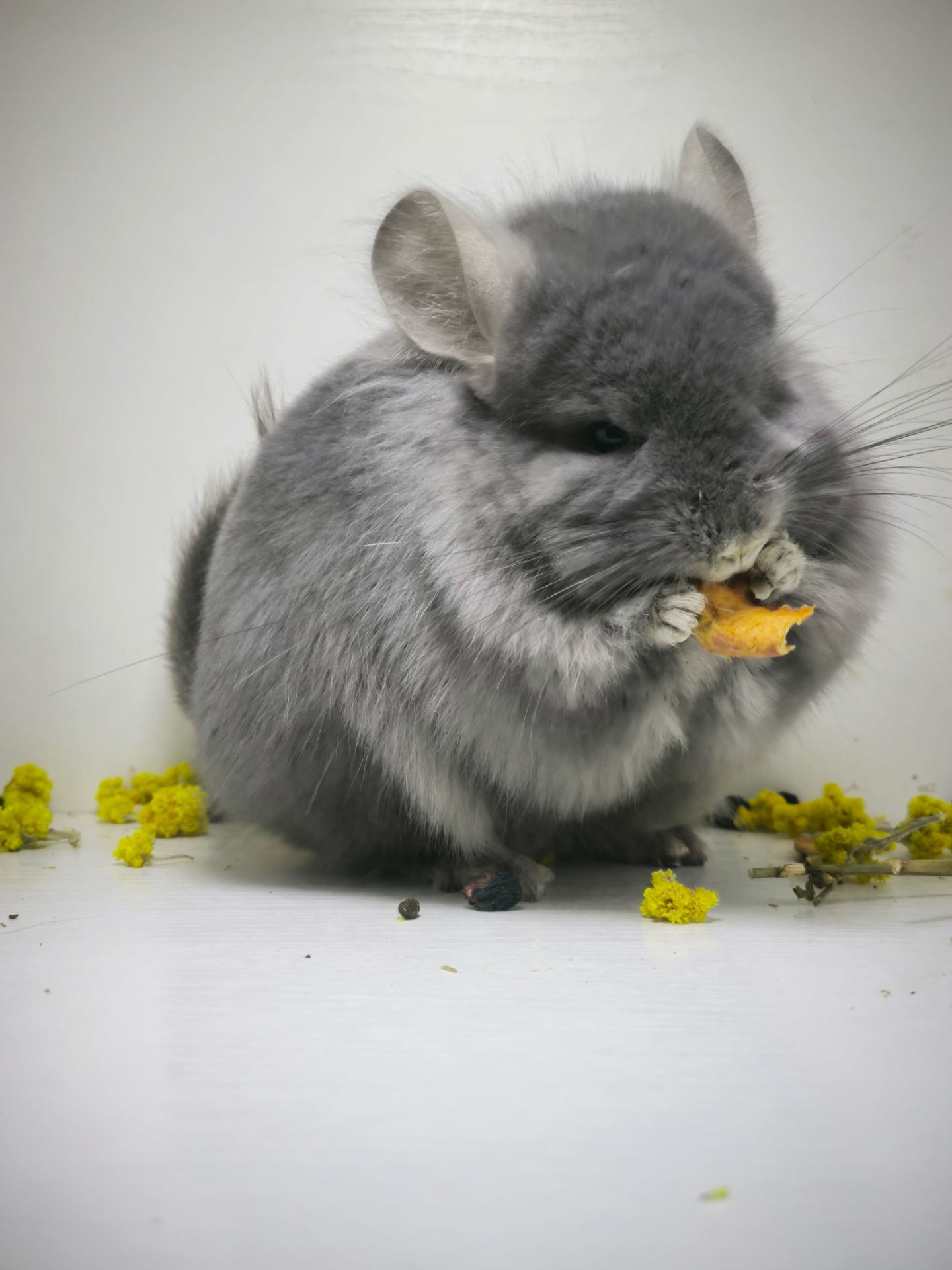 Самець шиншила з шикарним набором генів