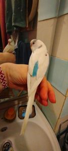 Хвилясті папужки, малюки