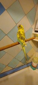 Хвилясті папужки, малюки