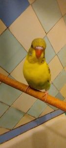 Хвилясті папужки, малюки