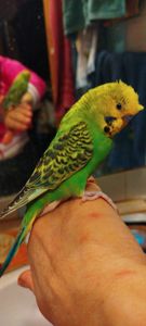 Хвилясті папужки, малюки