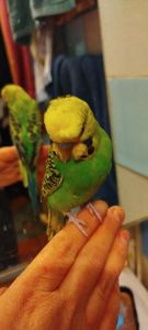 Хвилясті папужки, малюки