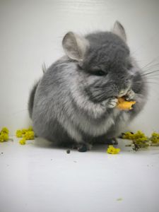 Самець шиншила з шикарним набором генів