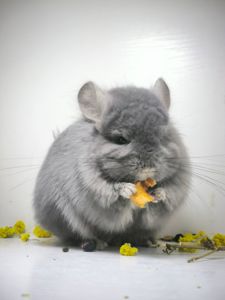 Самець шиншила з шикарним набором генів
