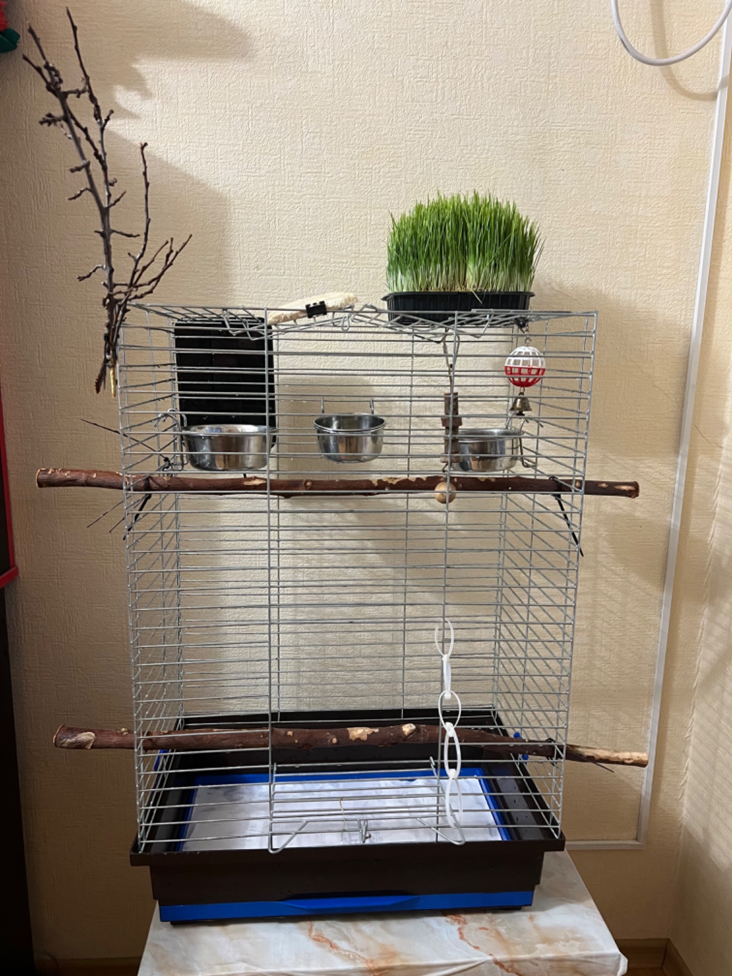 Пара корел та хвилястий папуга