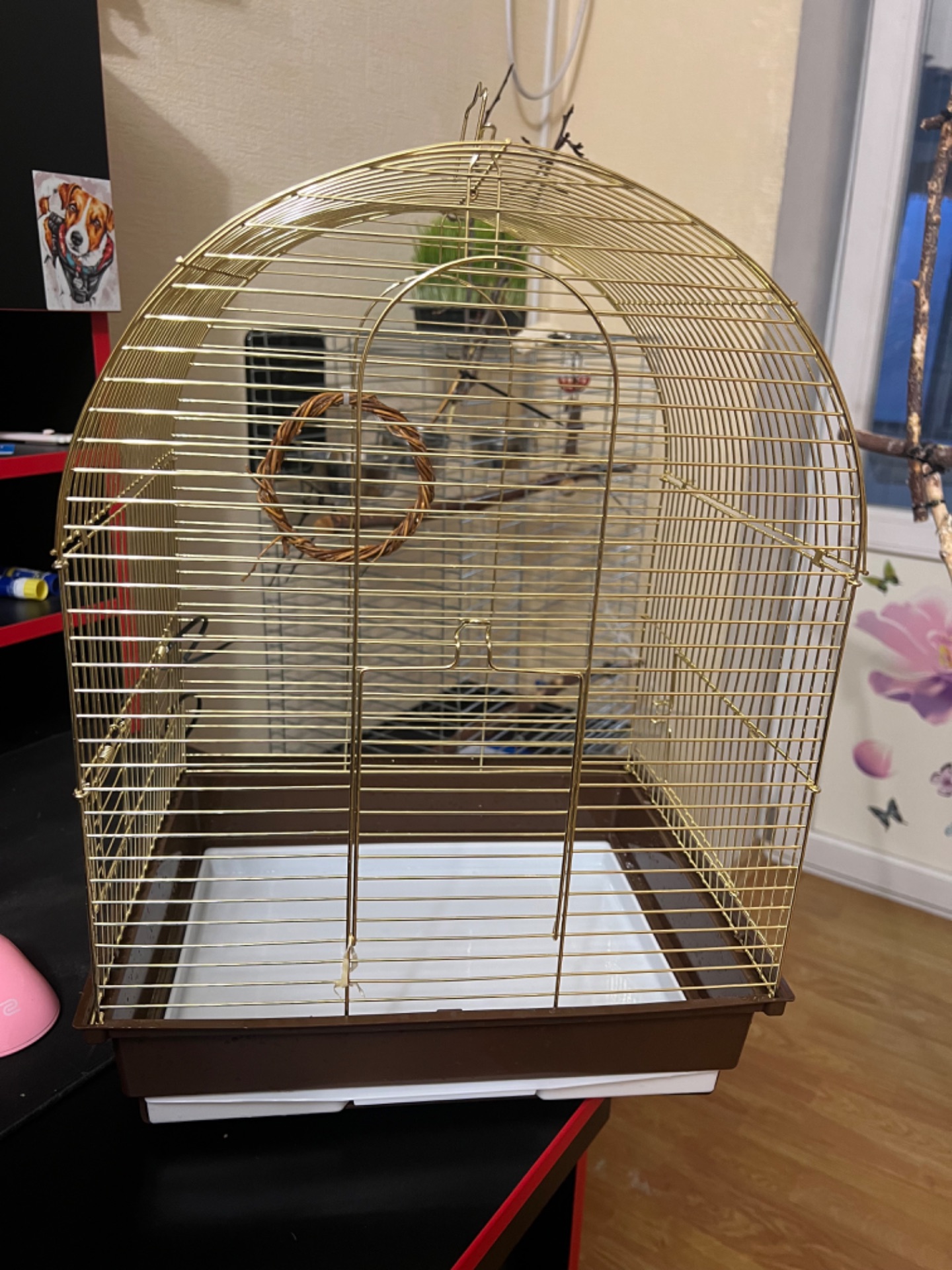 Пара корел та хвилястий папуга