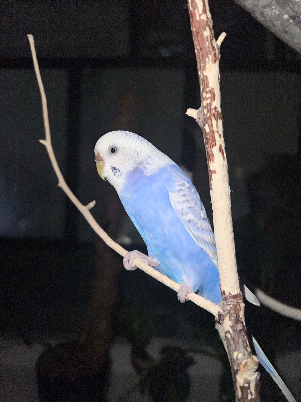 Пара корел та хвилястий папуга