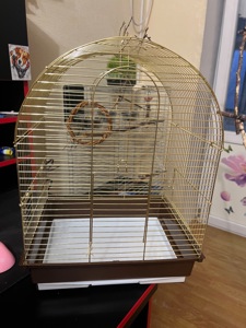 Пара корел та хвилястий папуга