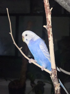 Пара корел та хвилястий папуга