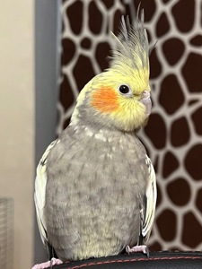 Пара корел та хвилястий папуга