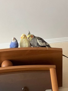 Пара корел та хвилястий папуга