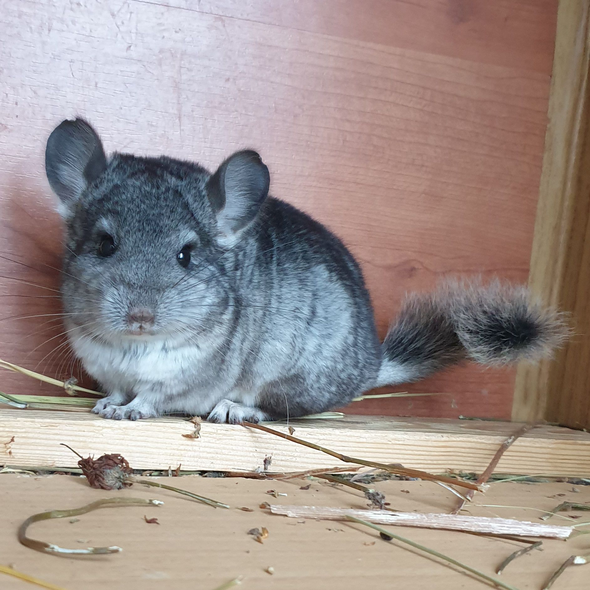 Маленький самец шиншиллы стандарт носитель ангоры и фиолета