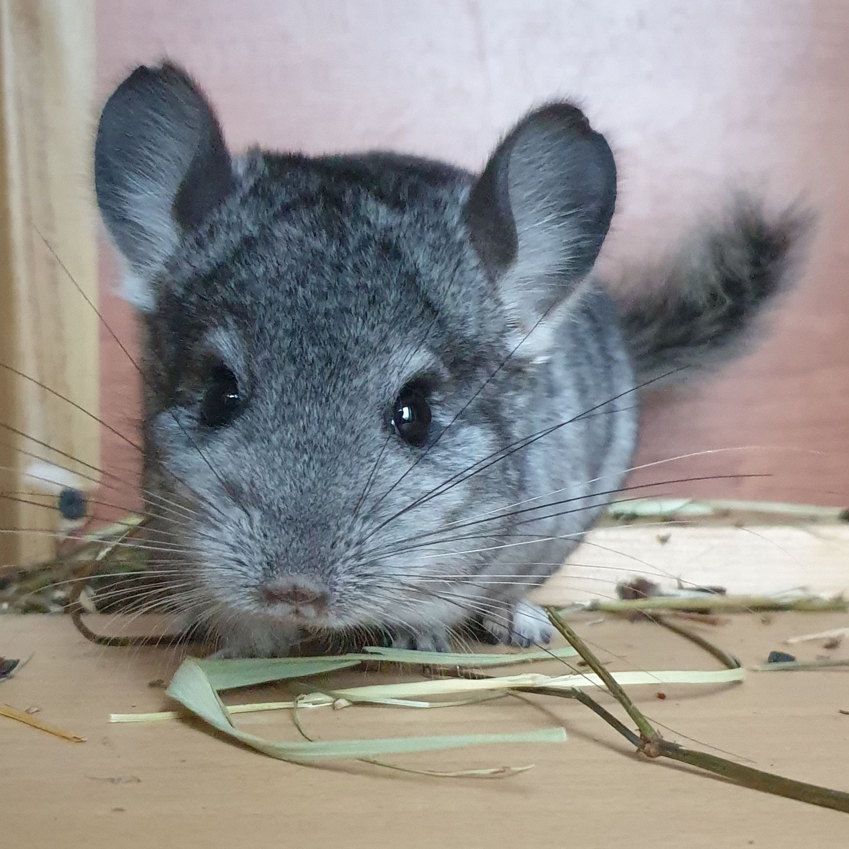 Маленький самец шиншиллы стандарт носитель ангоры и фиолета