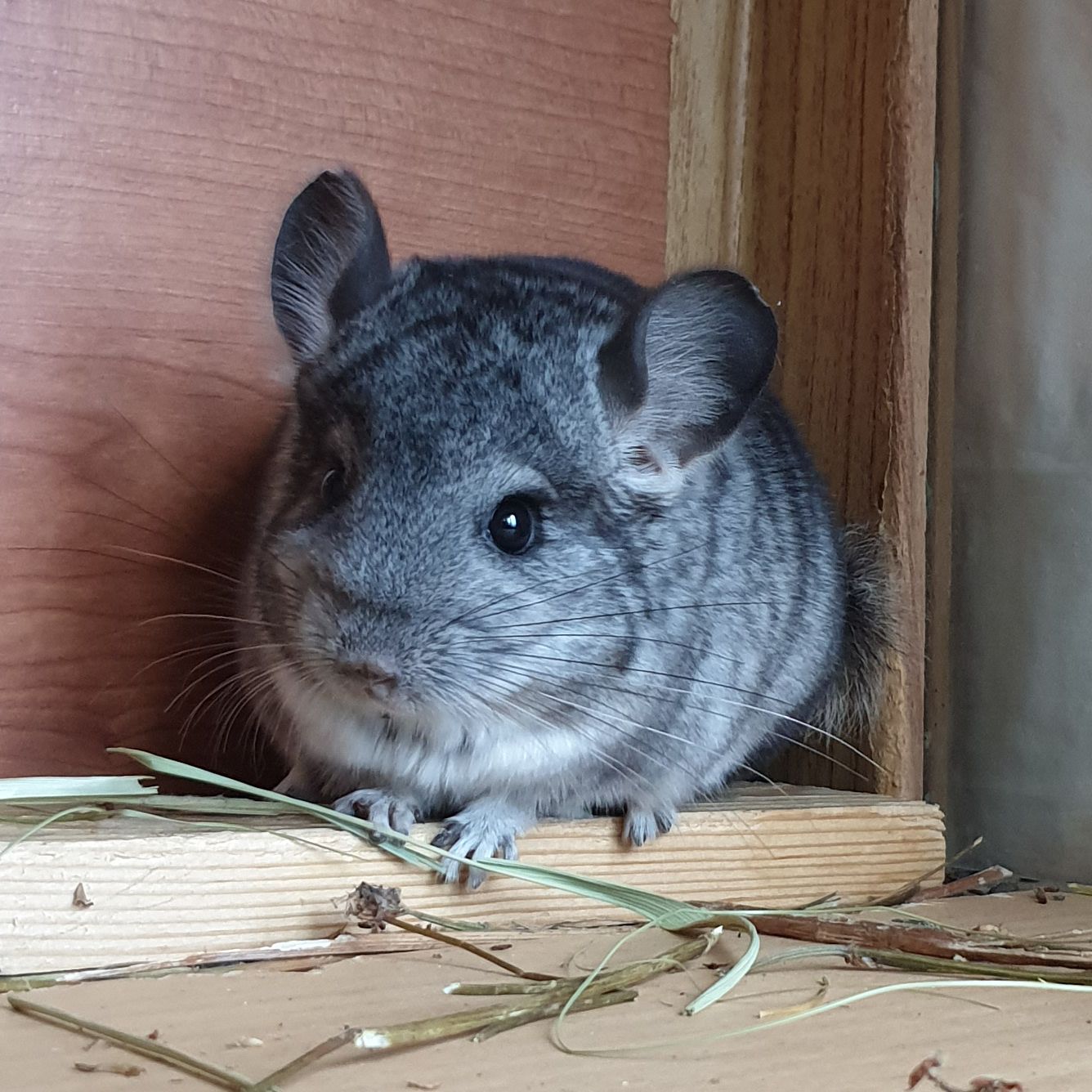 Маленький самец шиншиллы стандарт носитель ангоры и фиолета