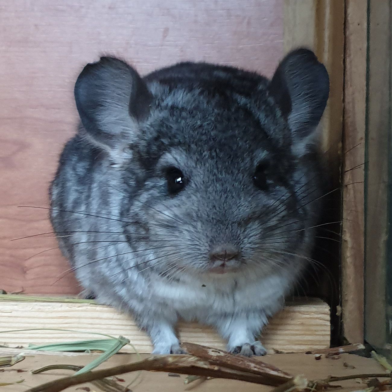 Маленький самец шиншиллы стандарт носитель ангоры и фиолета