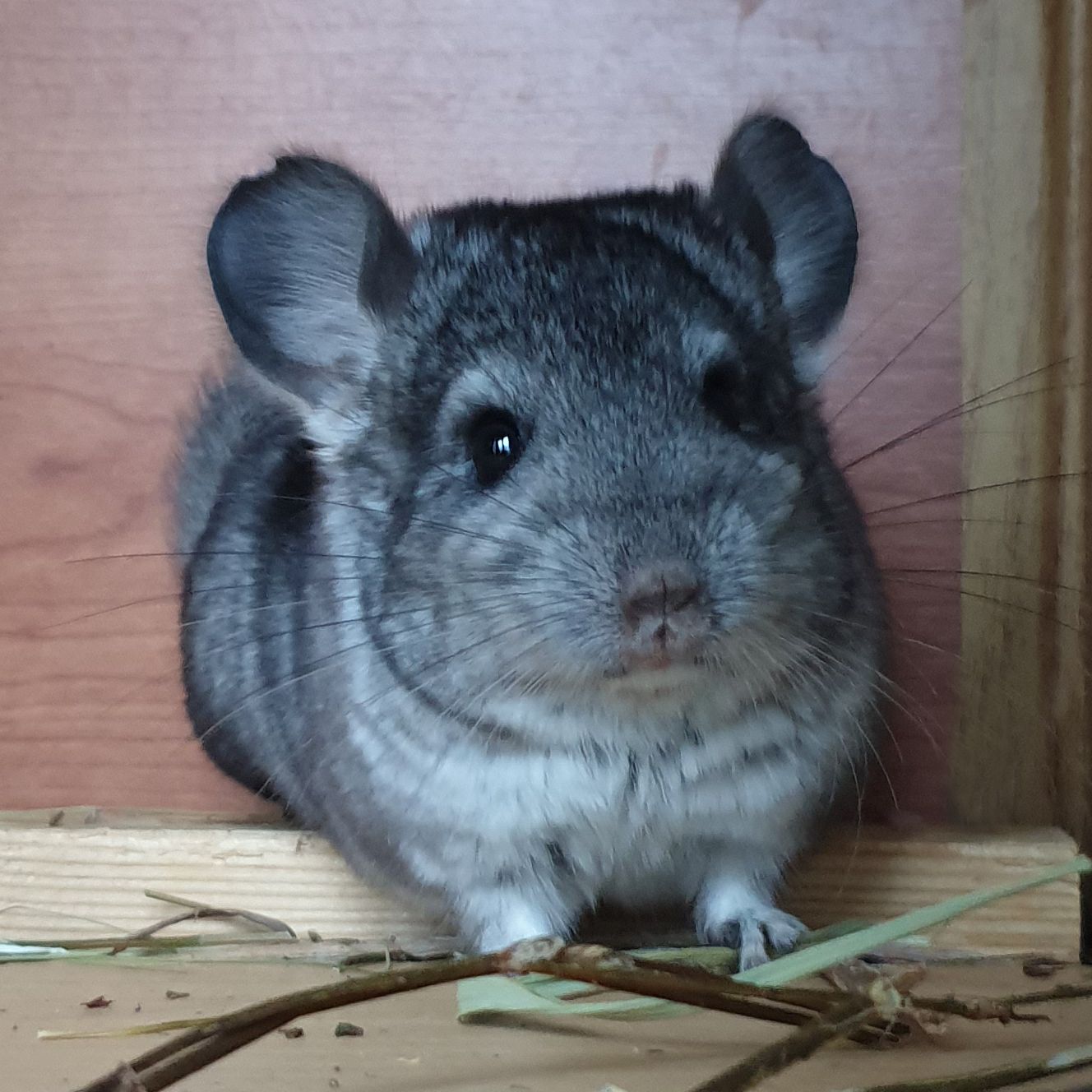 Маленький самец шиншиллы стандарт носитель ангоры и фиолета