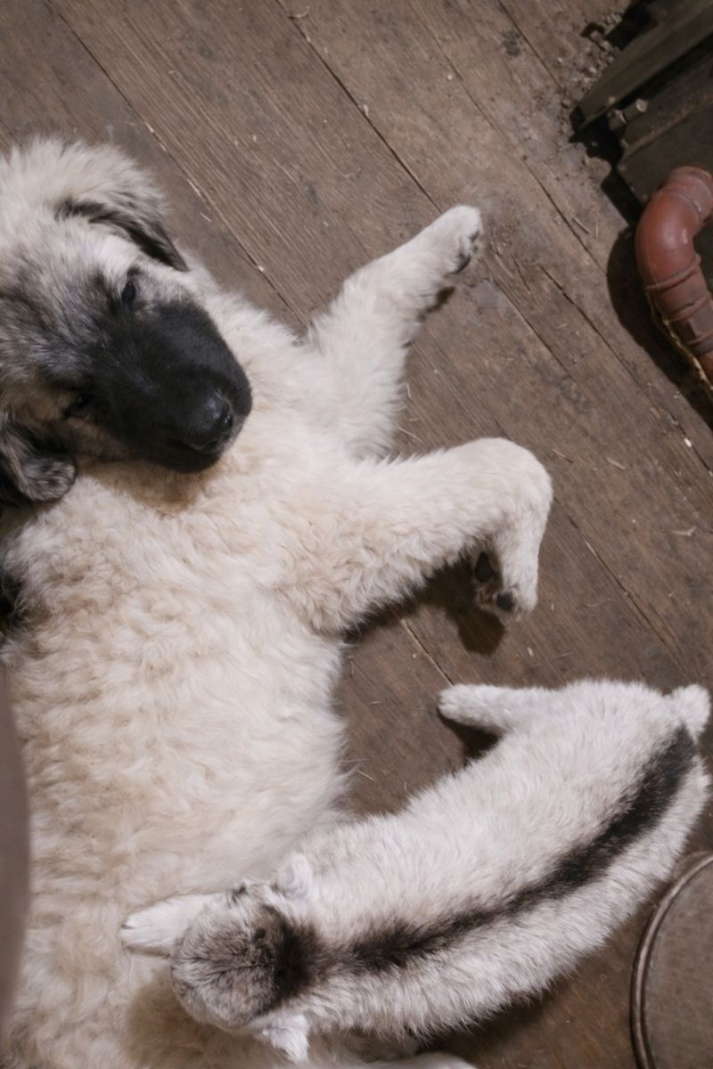 Дівчина кавказької вівчарки від розплідника Star Escort велика розумна робоча