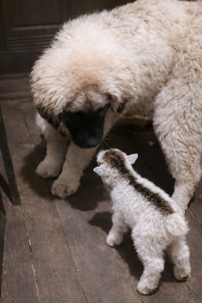 Дівчина кавказької вівчарки від розплідника Star Escort велика розумна робоча