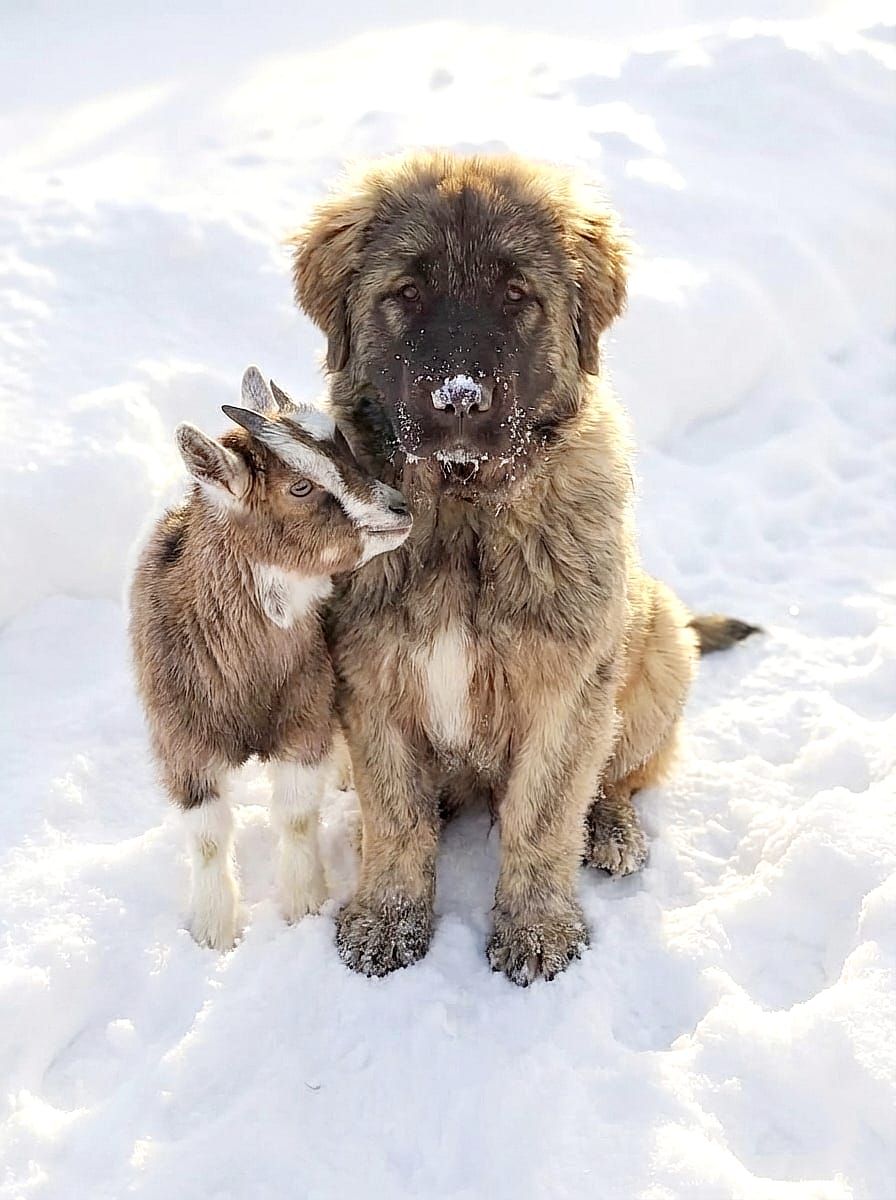 Хлопчик кавказької вівчарки, нащадок робочих чемпіонів, козопас, охоронець, компаньйон