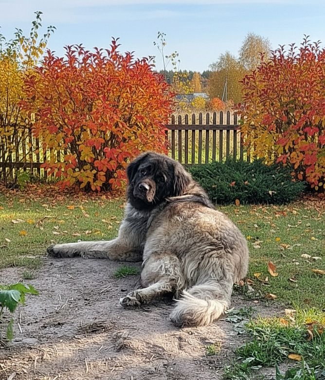 Хлопчик кавказької вівчарки, нащадок робочих чемпіонів, козопас, охоронець, компаньйон