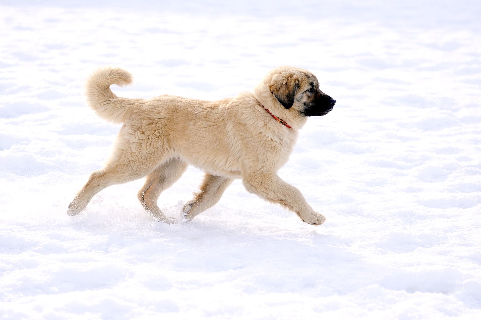 Дівчина кавказької вівчарки від розплідника Star Escort велика розумна робоча