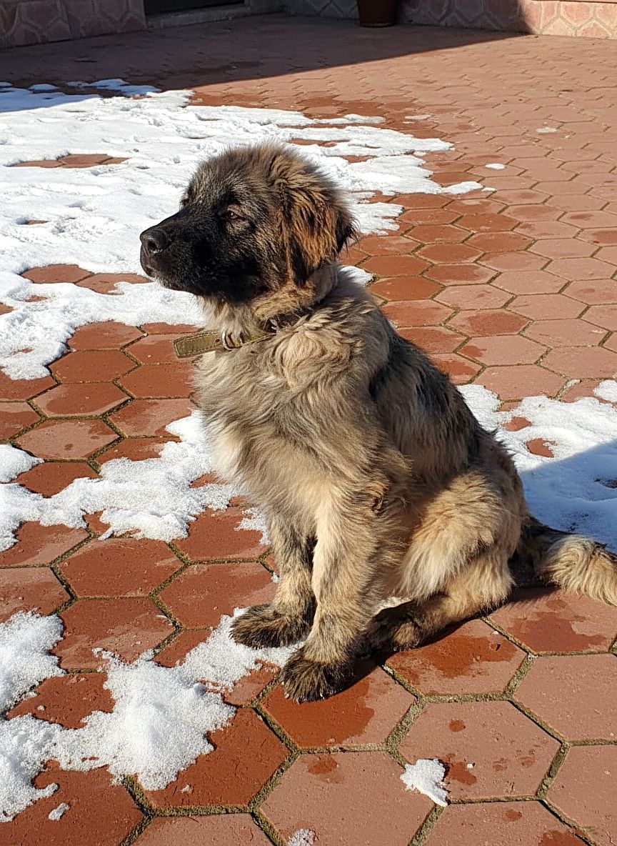 Аліментний хлопчик кавказької вівчарки від розплідника Star Escort