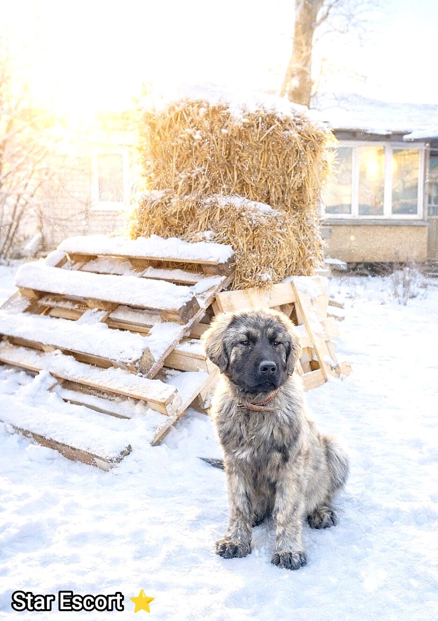 Аліментний хлопчик кавказької вівчарки від розплідника Star Escort