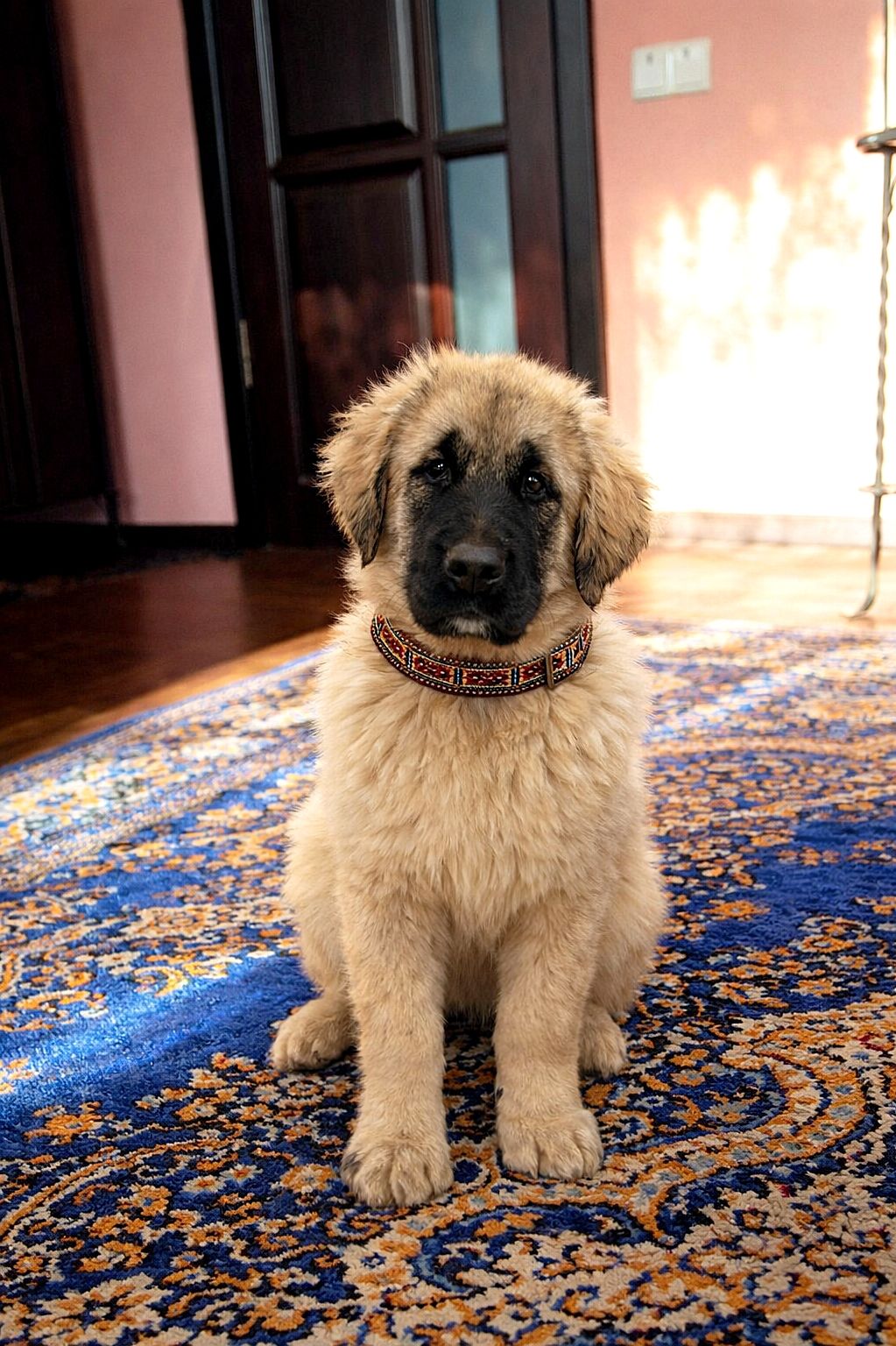 Дівчина кавказької вівчарки від розплідника Star Escort велика розумна робоча