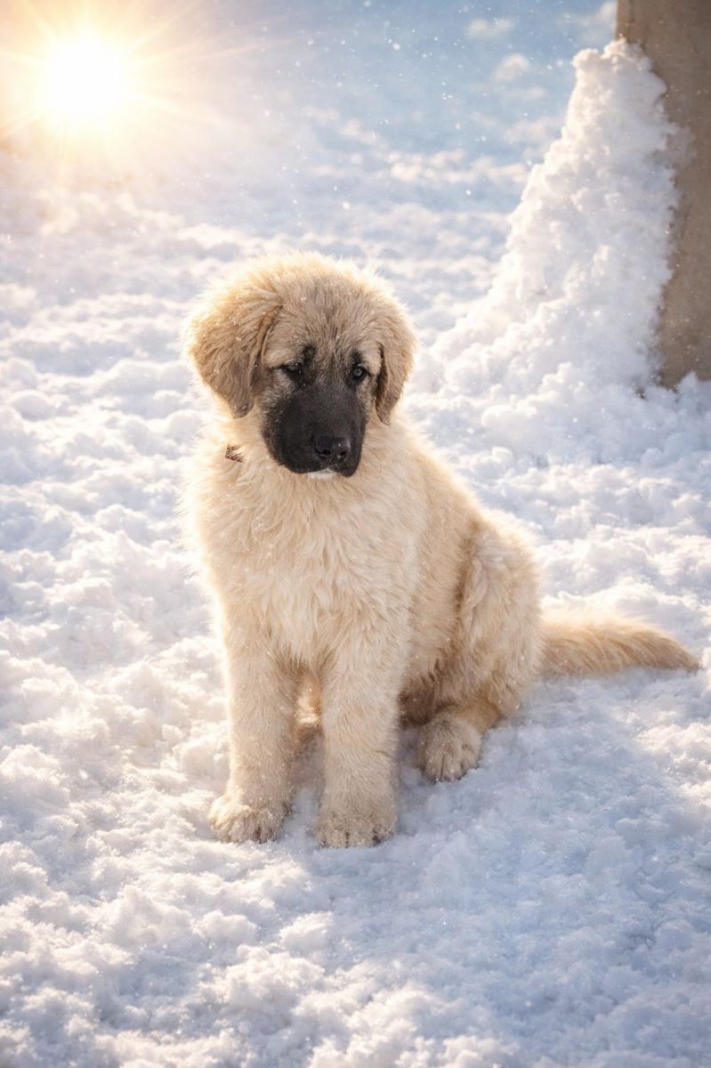 Дівчина кавказької вівчарки від розплідника Star Escort велика розумна робоча