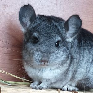 Маленький самец шиншиллы стандарт носитель ангоры и фиолета