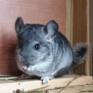 Маленький самец шиншиллы стандарт носитель ангоры и фиолета
