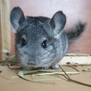 Маленький самец шиншиллы стандарт носитель ангоры и фиолета