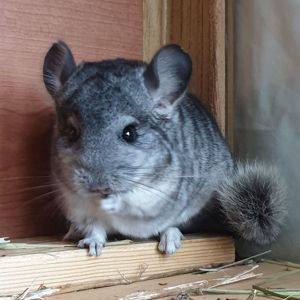 Маленький самец шиншиллы стандарт носитель ангоры и фиолета