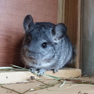 Маленький самец шиншиллы стандарт носитель ангоры и фиолета