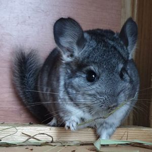 Маленький самец шиншиллы стандарт носитель ангоры и фиолета