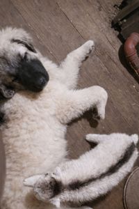 Дівчина кавказької вівчарки від розплідника Star Escort велика розумна робоча