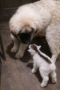 Дівчина кавказької вівчарки від розплідника Star Escort велика розумна робоча