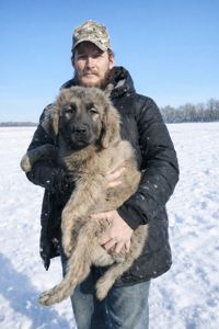 Аліментний хлопчик кавказької вівчарки від розплідника Star Escort