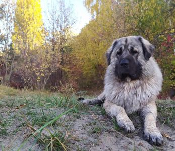 Хлопчик кавказької вівчарки, нащадок робочих чемпіонів, козопас, охоронець, компаньйон