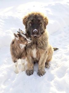 Хлопчик кавказької вівчарки, нащадок робочих чемпіонів, козопас, охоронець, компаньйон