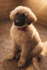 Дівчина кавказької вівчарки від розплідника Star Escort велика розумна робоча