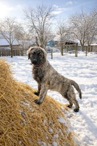 Аліментний хлопчик кавказької вівчарки від розплідника Star Escort